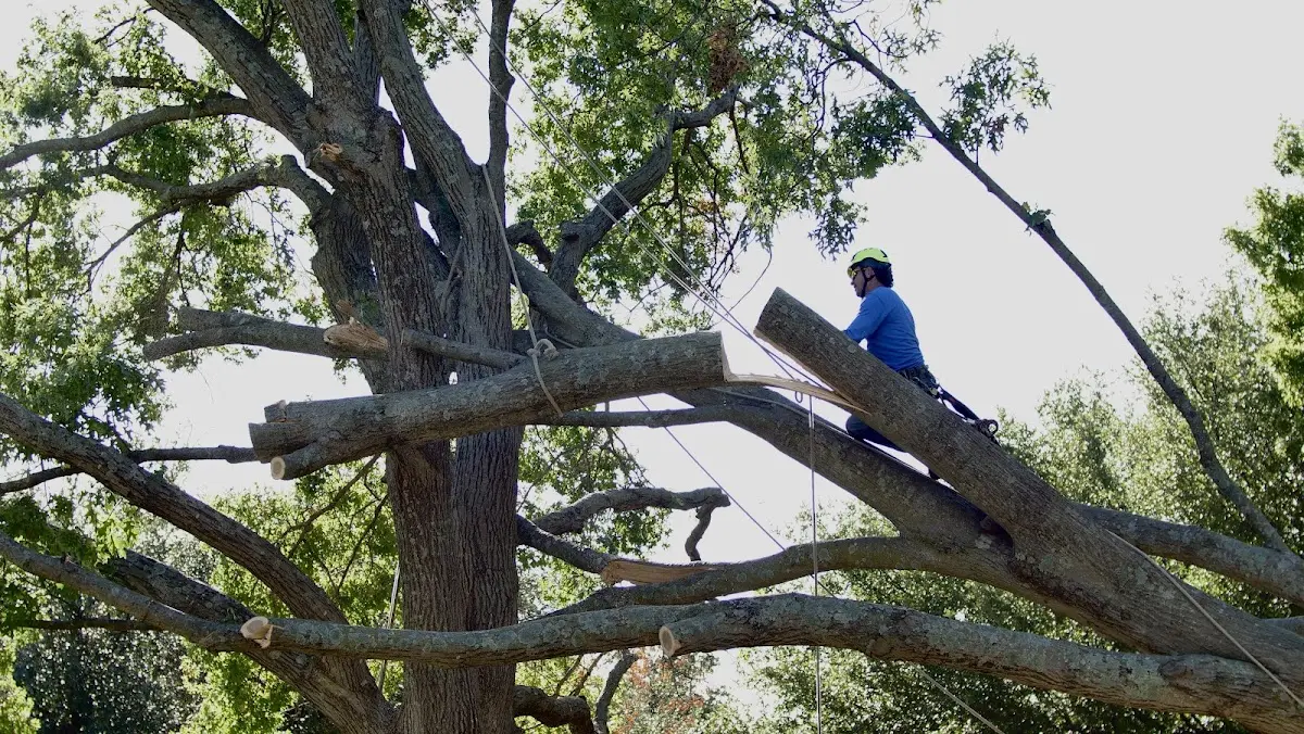 Professional Crown Thinning performed by certified arborists in Russian Mission
