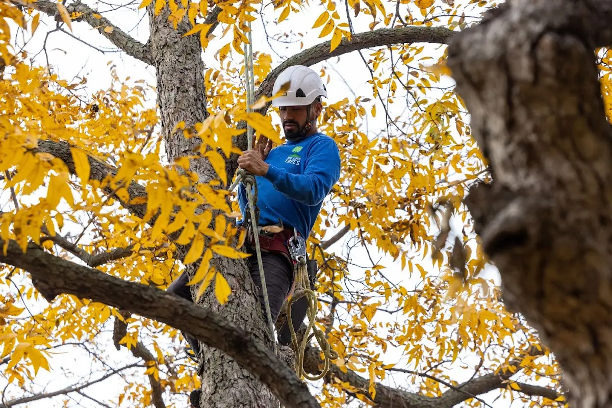 Skilled Stump Grinding crew working in Russian Mission