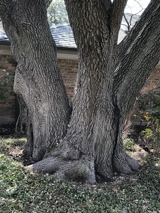 Mature heritage tree close to a Russian Mission property cared for by certified arborists